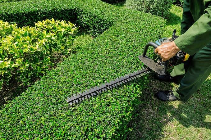 Hedge trimming by All Surface Cleaning