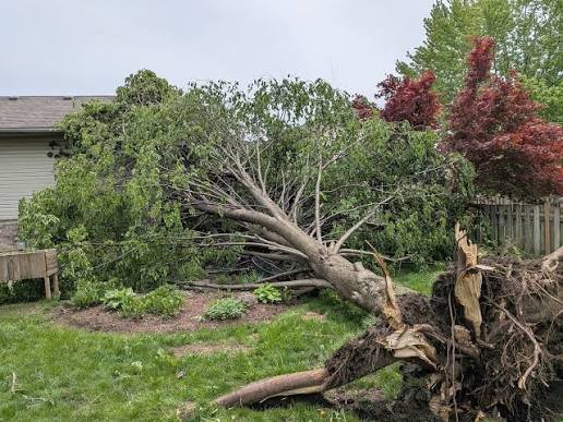 Storm and emergency tree damage clean-up by All Surface Cleaning in Dublin
