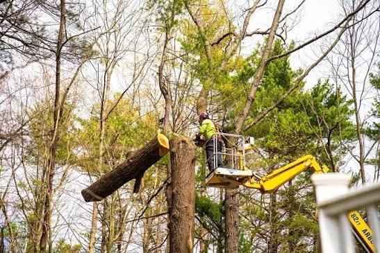 Tree removal service by All Surface Cleaning in Dublin