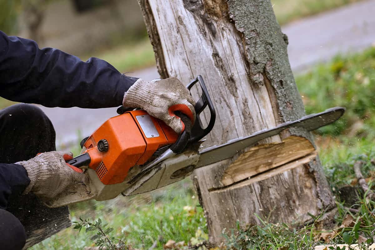 Tree cutting by All Surface Cleaning